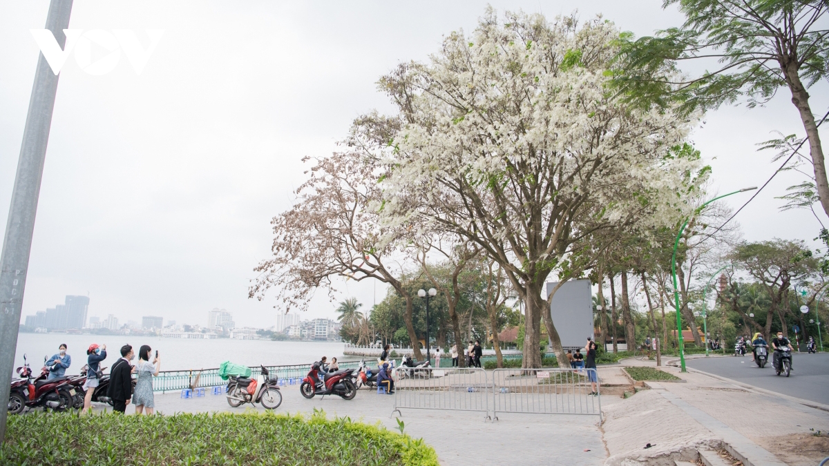 Hanoi streets dazzle as white flowers bloom